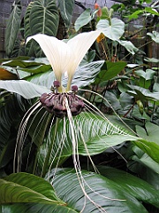 081 Cairns Botanic Gardens